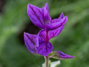 Salvia viridis - Annual Clary - broksalvia