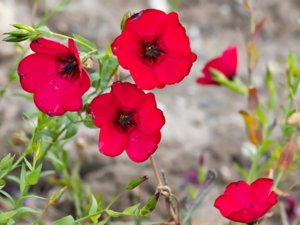 Linum grandiflorum - Crimson Flax - blomsterlin