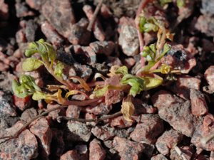 Montia arvensis - Blinks - vårkällört