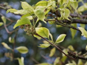 Syringa reticulata - Japanese Tree-lilac - ligustersyren