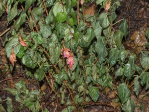Fuchsia × hybrida - Hybrid Fuchsia - fuchsia