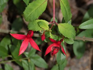 Fuchsia magellanica - Fuchsia - scharlakansfuchsia