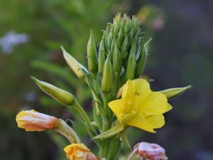 Oenothera biennis - Common Evening-primrose - äkta nattljus