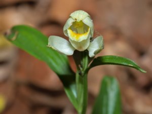 Cephalanthera damasonium - White Helleborine - stor skogslilja