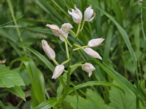 Cephalanthera longifolia - Narrow-leaved Helleborine - vit skogslilja