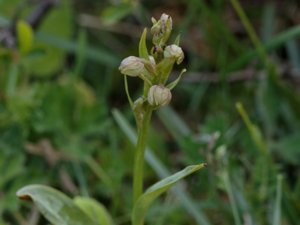 Coeloglossum viride - Frog Orchid - grönkulla