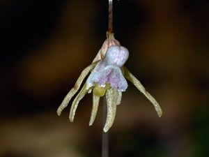 Epipogium aphyllum - Ghost Orchid - skogsfru