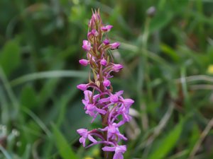 Gymnadenia conopsea - Fragrant Orchid - brudsporre