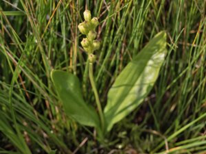 Liparis loeselii - Fen Orchid - gulyxne