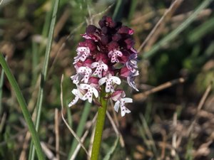 Neotinea ustulata - Burnt Orchid - krutbrännare