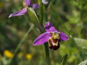 Ophrys apifera - Bee Orchid - biblomster