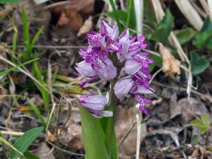 Orchis militaris - Military Orchid - johannesnycklar