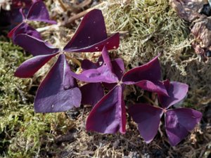 Oxalis triangularis - Purple Shamrock - triangeloxalis