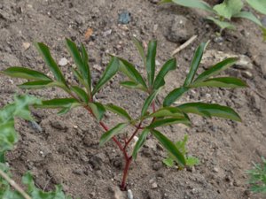 Paeonia lactiflora - Chinese Peony - luktpion