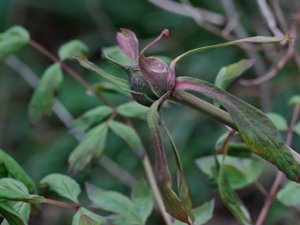 Paeonia suffruticosa - Tree Peony - buskpion