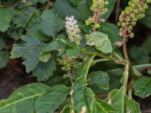 Phytolacca acinosa - Indian Pokeweed - kermesbär