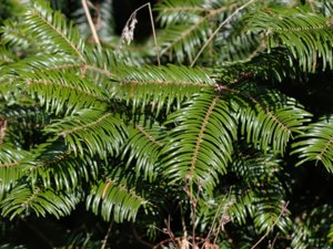 Abies alba - European Silver-fir - silvergran