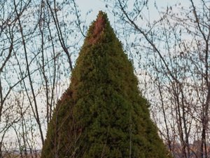 Picea glauca - White Spruce - vitgran