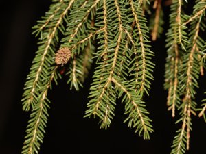 Picea orientalis - Oriental Spruce - orientgran