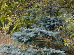 Picea pungens - Colorado Spruce - blågran