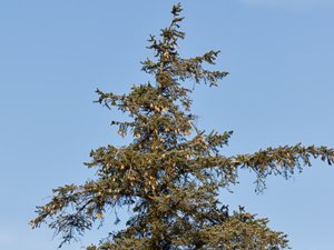 Picea sitchensis - Sitka Spruce - sitkagran