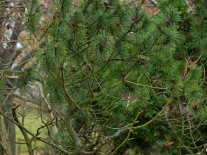 Pinus contorta - Lodgepole Pine - contortatall