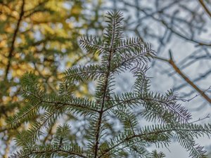 Tsuga canadensis - Eastern Hemlock-spruce - hemlock