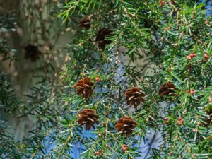 Tsuga heterophylla - Western Hemlock-spruce - jättehemlock