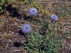 Globularia vulgaris - Common Blue Daisy - bergskrabba
