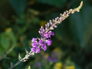 Linaria purpurea - Purple Toadflax - purpursporre