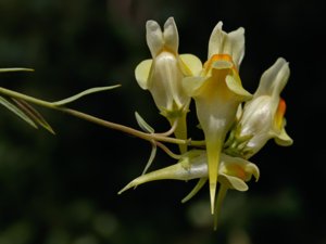 Linaria vulgaris - Common Toadflax - gulsporre