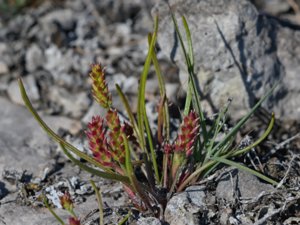 Plantago tenuiflora - Sparse-flowered Plantain - dvärgkämpar