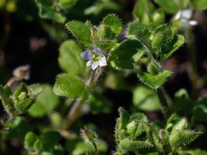 Veronica hederifolia - Ivy-leaved Speedwell - murgrönsveronika