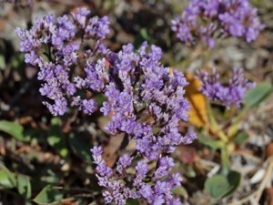 Limonium vulgare - Common Sea-lavender - marrisp