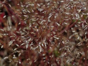 Aira caryophyllea - Silver Hair-grass - vittåtel