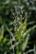 Arrhenatherum elatius - False Oat-grass - knylhavre