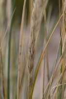 Calamagrostis epigejos - Wood Small-reed - bergrör