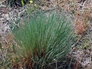 Corynephorus canescens - Grey Hair-grass - borsttåtel