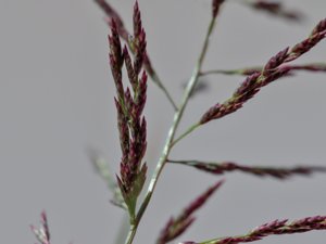 Eragrostis multicaulis - Japanese Love-grass - gatkärleksgräs