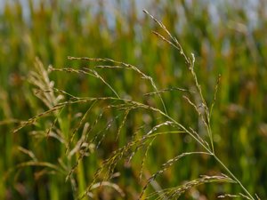 Glyceria maxima - Reed Sweet-grass - jättegröe