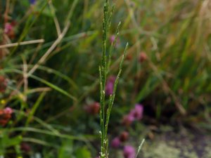 Glyceria notata - Plicate Sweet-grass - skånskt mannagräs