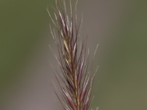 Hordeum secalinum - Meadow Barley - ängskorn