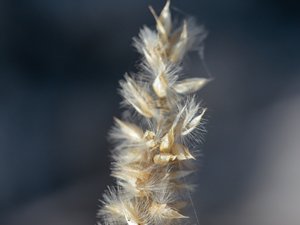 Melica ciliata - Hairy Melic - grusslok