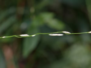Melica uniflora - Wood Melick - lundslok