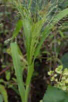Panicum capillare - Witch-grass - buketthirs