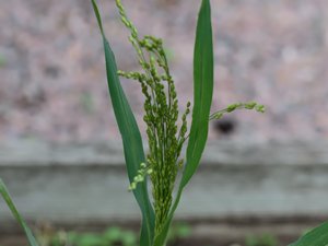 Panicum miliaceum - Common Millet - hirs