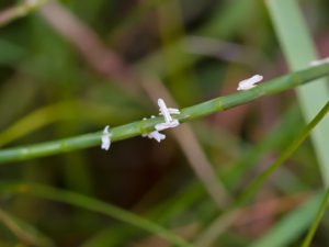 Parapholis strigosa - Hard-grass - ormax