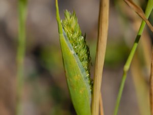 Phalaris paradoxa - Awned Canary-grass - klubbflen