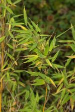 Phyllostachys aureosulcata - Yellow-groove Bamboo - sicksackbambu