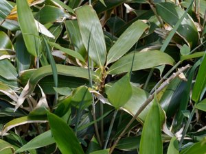 Sasa palmata - Broad-leaved Bamboo - palmbladsbambu